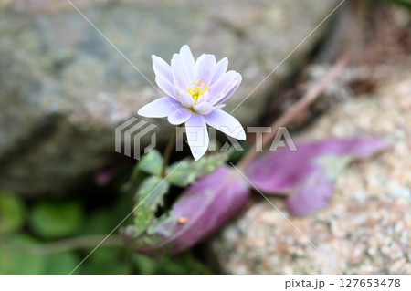 爽やか　ユキワリイチゲの花 127653478