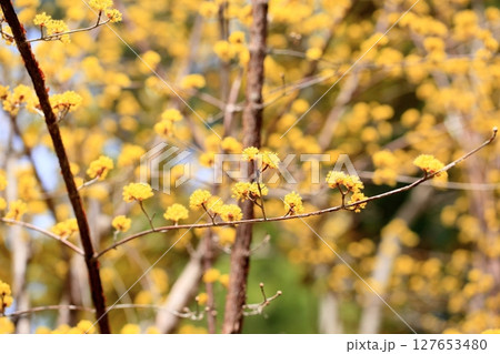 満開　サンシュユの花 127653480
