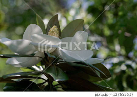 タイサンボクの花 127653517