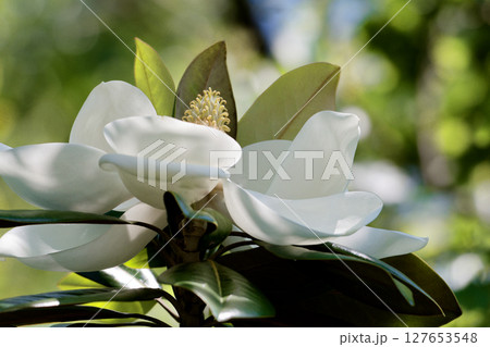 タイサンボクの花 タイサンボクの花 127653548