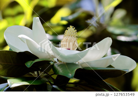 タイサンボクの花 タイサンボクの花 127653549