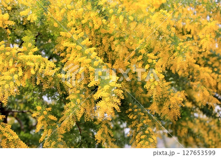 満開 ギンヨウアカシアの花 満開 ギンヨウアカシアの花 127653599