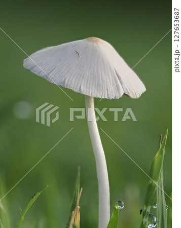 ヒメヒガサヒトヨタケの傘のクローズアップ 127653687