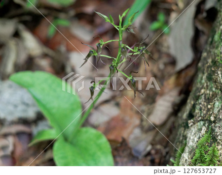 ラン科クモキリソウ属ジガバチソウの開花 ラン科クモキリソウ属ジガバチソウの開花 127653727