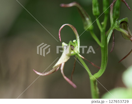 ラン科クモキリソウ属ジガバチソウの開花 127653729