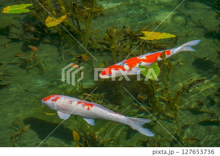 抜群の透明度の池を優雅に泳ぐカラフルな錦鯉 127653736