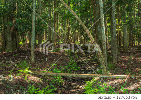 余呉湖畔の針葉樹林　滋賀県長浜市余呉町 127653758
