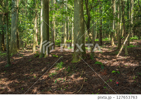 余呉湖畔の針葉樹林　滋賀県長浜市余呉町 127653763