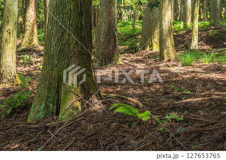 余呉湖畔の針葉樹林　滋賀県長浜市余呉町 127653765