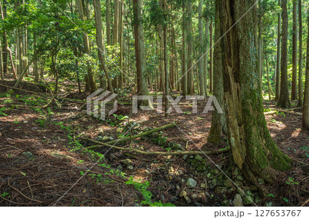 余呉湖畔の針葉樹林　滋賀県長浜市余呉町 127653767