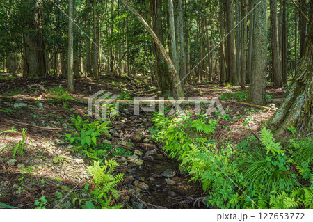 余呉湖畔の針葉樹林　滋賀県長浜市余呉町 127653772