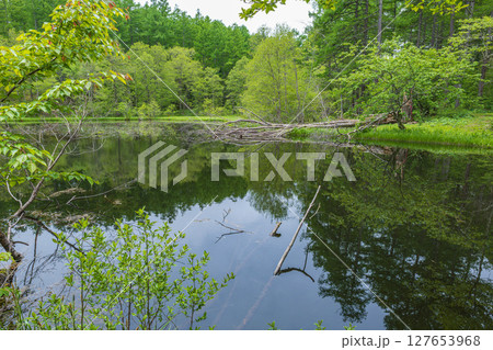長野戸隠 みどりが池 美しい池畔の風景 長野戸隠 みどりが池 美しい池畔の風景 127653968