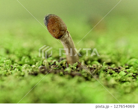 生きた昆虫に感染後、子実体が発生した冬虫夏草の仲間 127654069