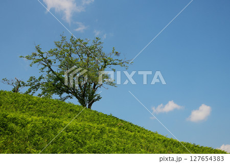 丘の上の木と快晴の空 127654383