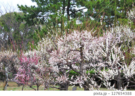 荒子公園の梅 荒子公園の梅 127654388