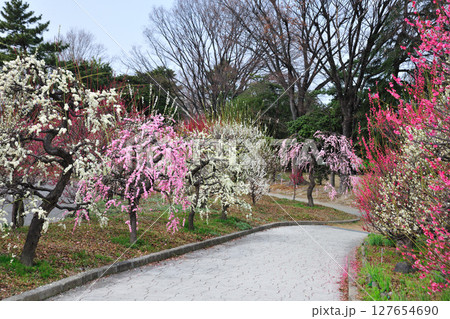 荒子公園の梅 荒子公園の梅 127654690