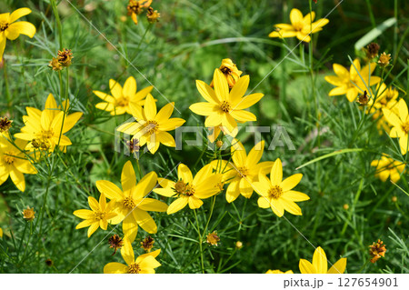 イトバハルシャギク　Threadleaf coreopsis 127654901