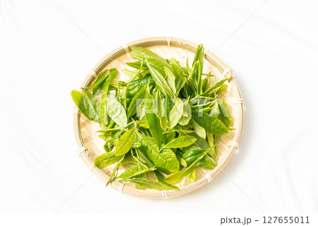 初夏に芽吹いて初摘みされた茶葉の新芽 初夏に芽吹いて初摘みされた茶葉の新芽 127655011