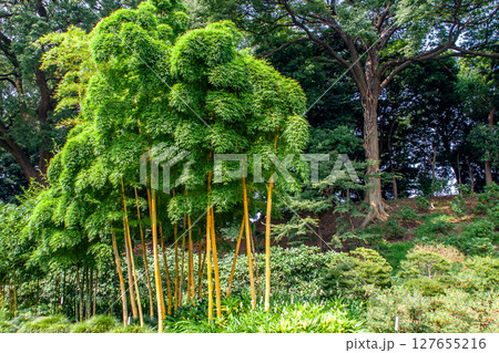 皇居東御苑の庭園 127655216
