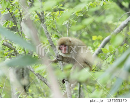 新緑の木にとまるニホンザル 新緑の木にとまるニホンザル 127655370