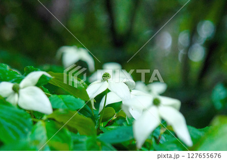 ヤマボウシの花 ヤマボウシの花 127655676