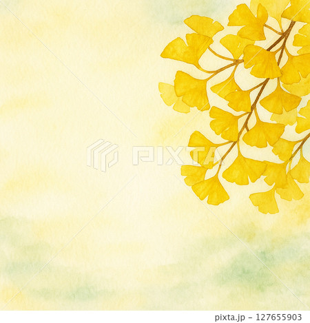 黄色いイチョウの葉 黄色いイチョウの葉 127655903