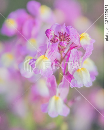 姫金魚草 リナリア  127655971