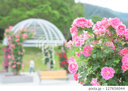 美しいピンクの薔薇咲く 東沢バラ公園 山形県 美しいピンクの薔薇咲く 東沢バラ公園 山形県 127656044