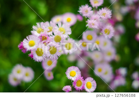 栃木県那須町 那須フラワーワールド 栃木県那須町 那須フラワーワールド 127656108