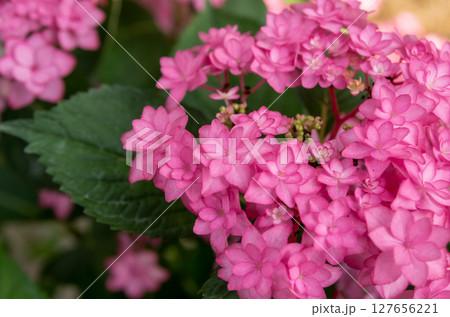 鮮やかな紫陽花 127656221