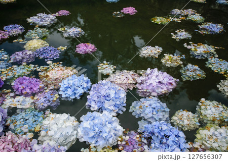 あじさいうかべ 127656307