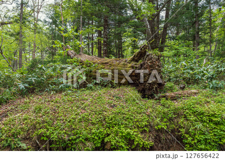 長野 戸隠神社奥社 参道の倒木 127656422