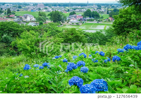 栃木県那須塩原市 東那須野公園の紫陽花 栃木県那須塩原市 東那須野公園の紫陽花 127656439