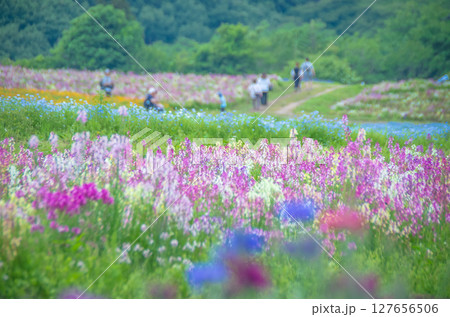 那須フラワーワールドの姫金魚草 リナリア  127656506