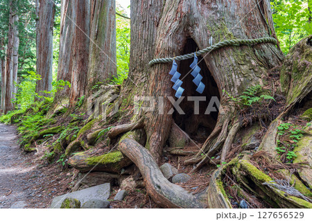 長野 戸隠神社奥社 参道の小百合杉 長野 戸隠神社奥社 参道の小百合杉 127656529