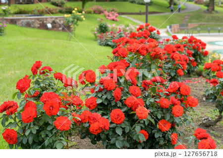 深紅の薔薇美しい　東沢バラ公園　山形県 127656718