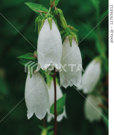 ホタルブクロ 127656812