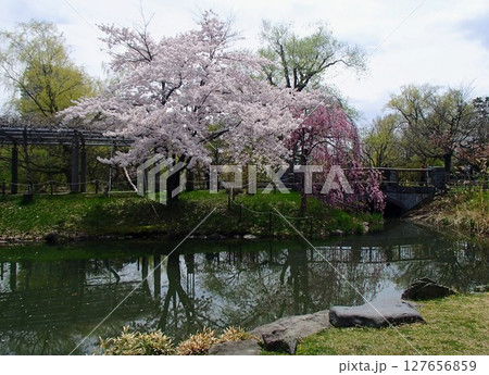 池のほとりに咲くピンクの桜 127656859