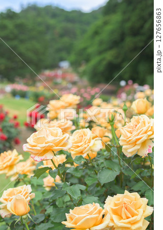 美しい薔薇咲き誇る　東沢バラ公園　山形県　 127656863