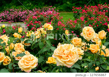 美しい薔薇咲き誇る 東沢バラ公園 山形県 美しい薔薇咲き誇る 東沢バラ公園 山形県 127656867