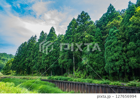湖北地方の針葉樹林　滋賀県長浜市余呉町 127656994