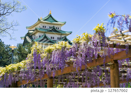 名城公園 藤の回廊と名古屋城 名城公園 藤の回廊と名古屋城 127657002