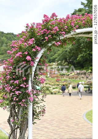 美しい薔薇咲き誇る 東沢バラ公園 山形県 美しい薔薇咲き誇る 東沢バラ公園 山形県 127657056