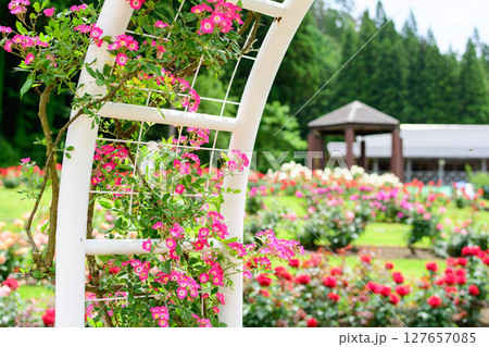 美しい薔薇咲き誇る　東沢バラ公園　山形県　 127657085