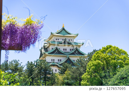 名城公園 藤の回廊と名古屋城 名城公園 藤の回廊と名古屋城 127657095
