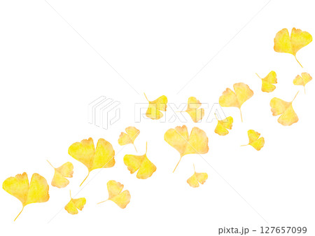 イチョウ　銀杏　秋　水彩　イラスト 127657099