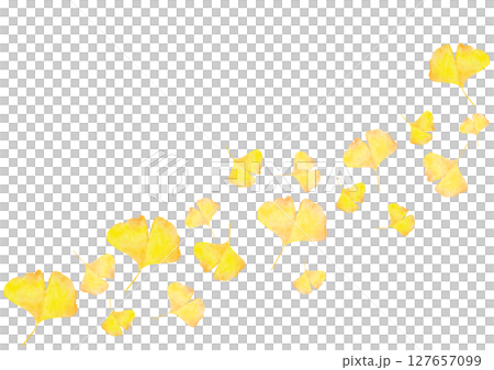 イチョウ　銀杏　秋　水彩　イラスト 127657099