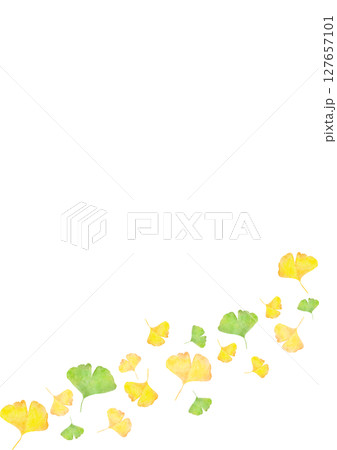イチョウ　銀杏　秋　水彩　イラスト 127657101