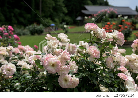 美しいピンクの薔薇 東沢バラ公園 山形県 美しいピンクの薔薇 東沢バラ公園 山形県 127657214