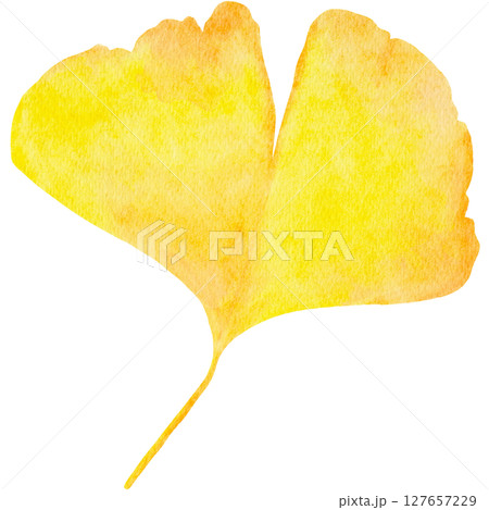 イチョウ 銀杏 秋 水彩 イラスト イチョウ 銀杏 秋 水彩 イラスト 127657229